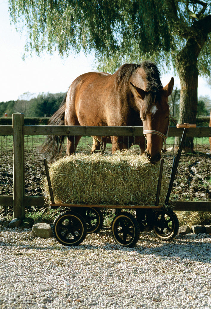 The Wagon